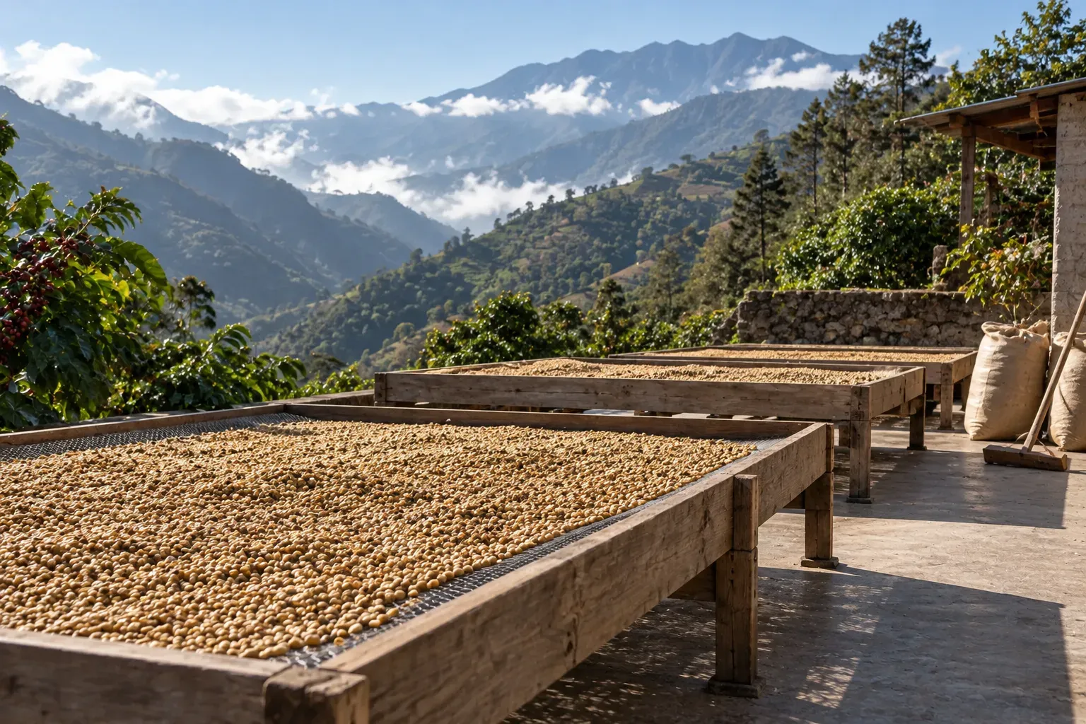 Coffee dries on tables on a patio above mountain coffee slopes.