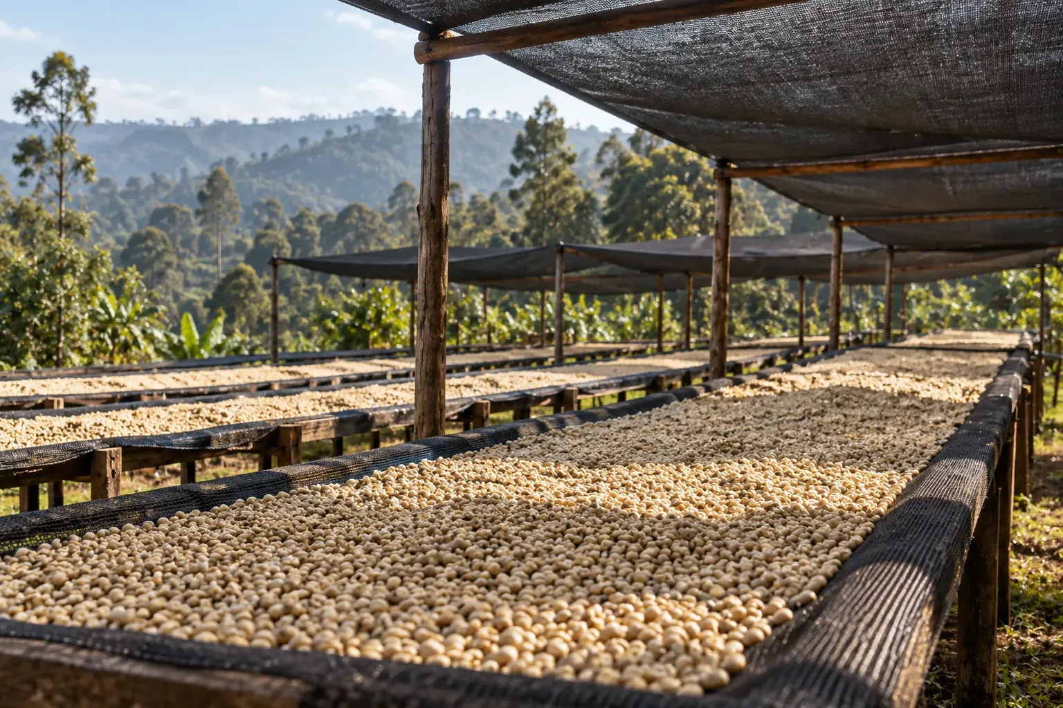 Pale coffee parchment dries on raised beds beneath shade mesh.