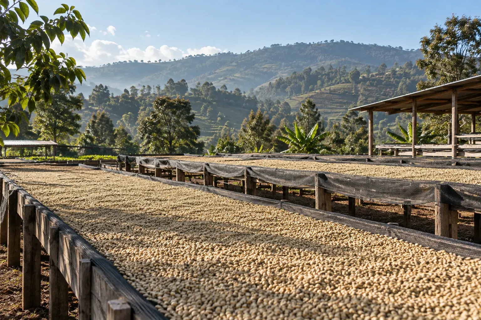 Long raised coffee drying tables stand below green hills.